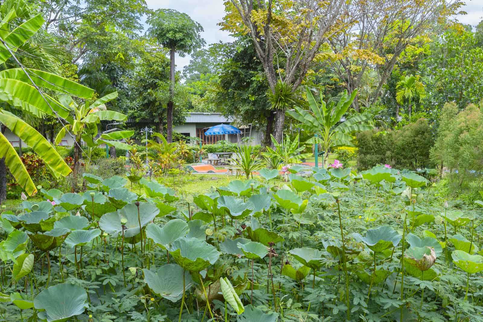 Lotus pond with the resort garden beyond